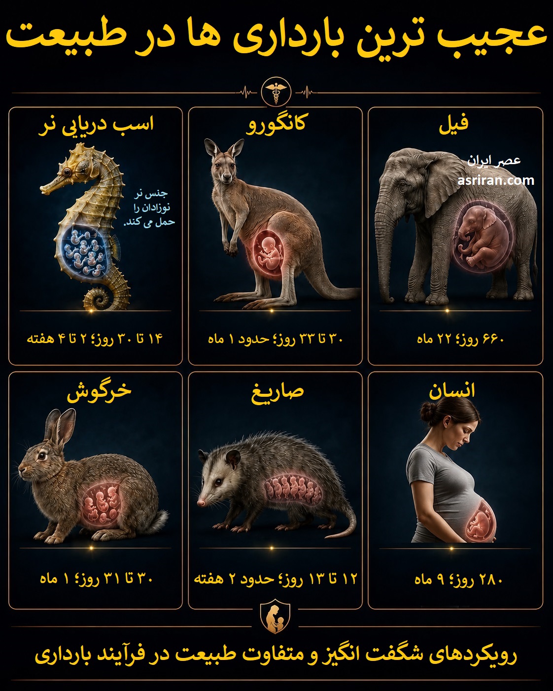 اینفوگرافیک عجیب ترین بارداری ها در طبیعت